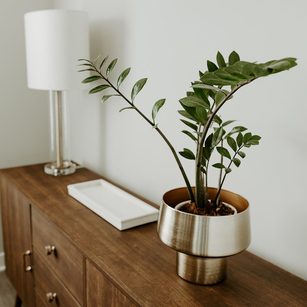 A plant in Bridgette's home.